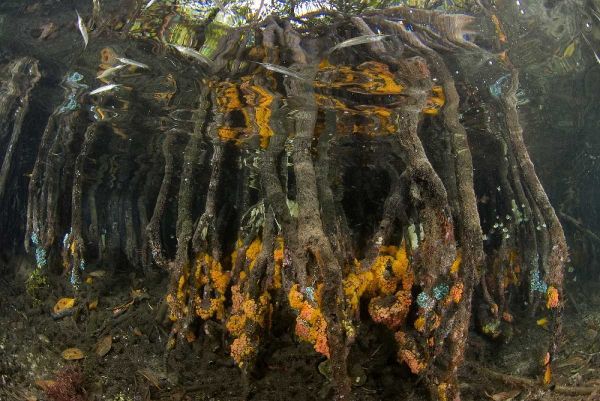Indonesia, Misool Islands Coral on mangroves